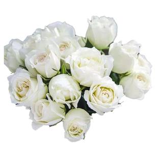 A级白雪山玫瑰鲜切花白色大花云南基地自发直批婚礼昆明斗南直供