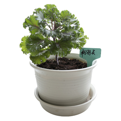 羽衣甘蓝种子种籽苗孑食用秋冬季紫色蔬菜种籽四季盆栽菜苗冬季