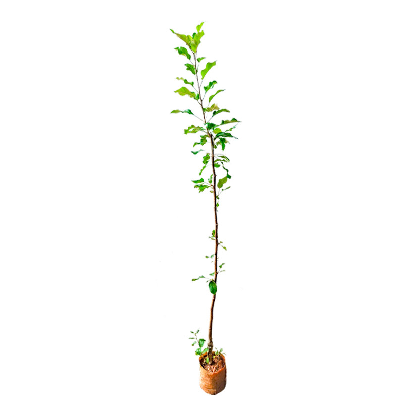 苹果树苗带土带叶包成活