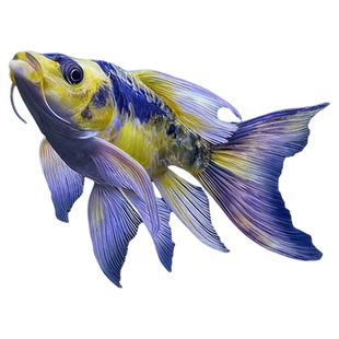 台湾狮子头蝴蝶鲤纯种石膏白短身球体耐寒冷水观赏鱼淡水锦鲤鱼苗