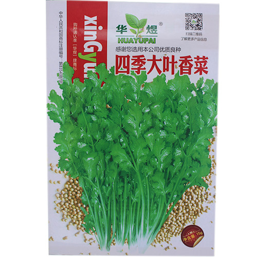 四季大叶香菜种子耐寒老品种抗热香菜四季香菜种子小叶香菜种子籽