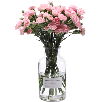 康乃馨鲜花水养鲜切花瓶插花束