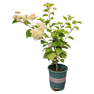 勤花重瓣怡景三角梅爬藤植物盆栽带花盆客厅庭院四季开花新款包邮