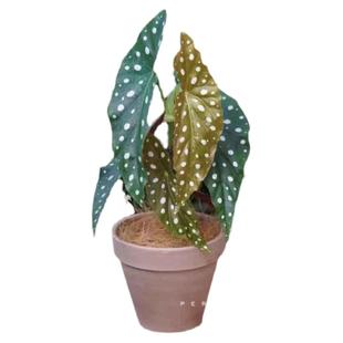 鳟鱼秋海棠粉旗鱼海威进口 ins风网红绿植盆栽室内阳欧式植物花卉