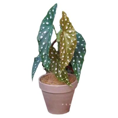 鳟鱼秋海棠盆栽进口ins风热植