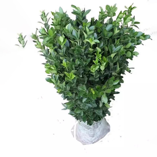 冬青树苗四季常青小叶黄杨树苗庭院围栏篱笆墙绿化苗木耐寒旱植物