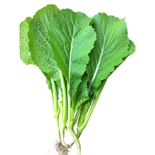 改良801春芥春菜种子四季甜春芥菜种籽阳台盆栽农家青菜蔬菜种孑