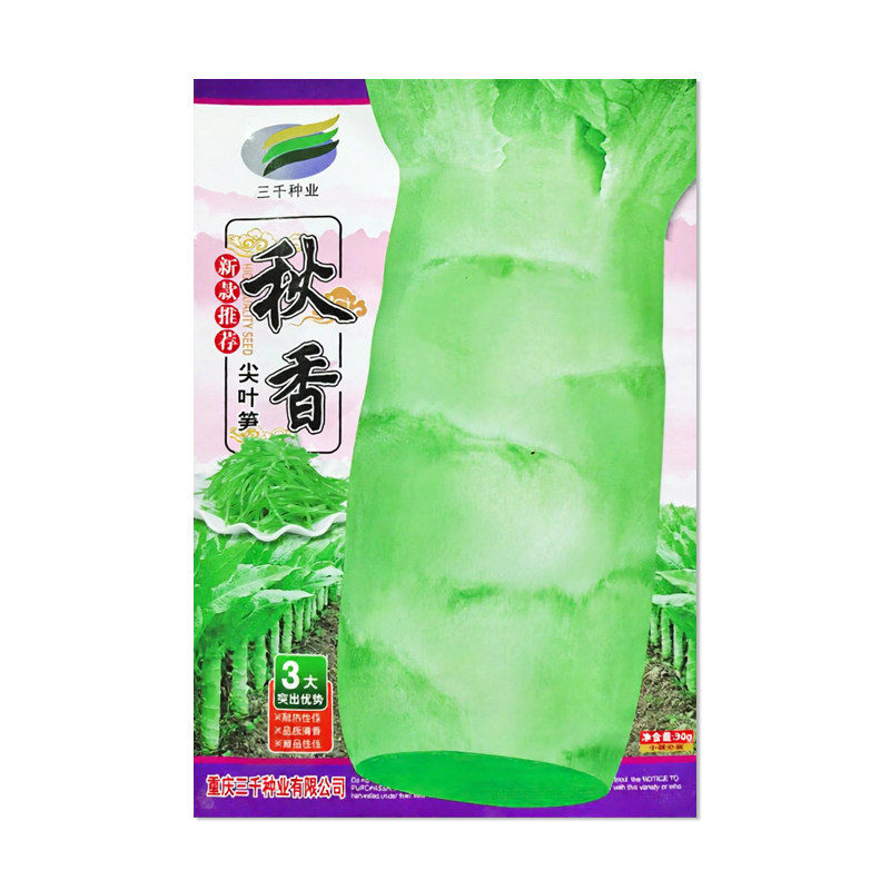 三千种业秋香尖叶笋莴笋种子
