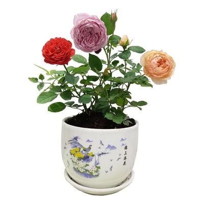 扦插月季花玫瑰苗盆栽小苗大花