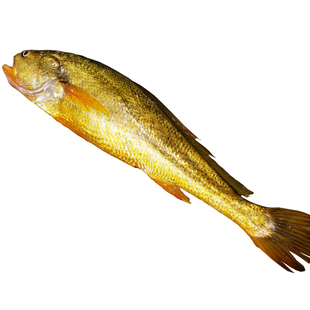 正宗海钓纯野生大黄鱼1条2斤左右纯正野生黄花鱼黄金国鱼送礼礼盒