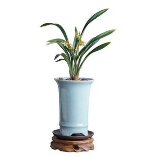 禅月达摩兰花盆栽带花苞室内绿植客厅桌面名贵花卉盆景新中式摆件