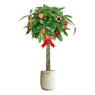发财树大颗客厅盆栽招财办公室大型绿植室内开业乔迁新房植物送礼