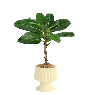 孟加拉高山榕树盆栽室内大型客厅办公室客厅养绿植黄金榕网红植物