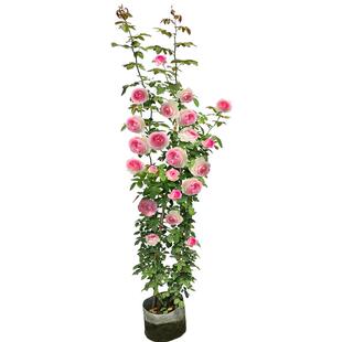 藤本月季木架发货蔷薇花苗爬藤特大花庭院植物花园开花卉盆栽玫瑰