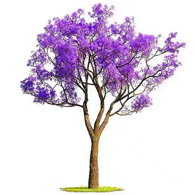 紫丁香花树苗盆栽浓香庭院地栽