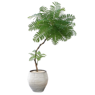 S型老桩蓝花楹盆栽盆景室内客厅办公室桌面观叶趣味好养花卉绿植