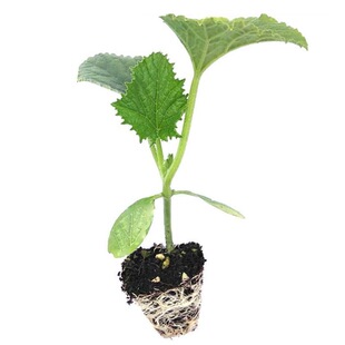 羊角蜜甜瓜苗羊角酥甜瓜秧苗香瓜苗密正品春季四季水果蔬菜种孑