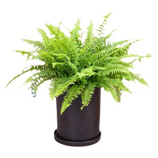 肾蕨盆栽蕨类植物霸王蕨铁线蕨室外庭院耐阴厥类花镜绿植四季常青