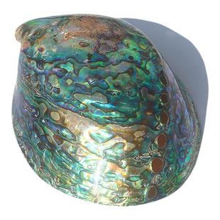 新西兰纹鲍鱼贝壳家居饰品海螺壳鱼缸水族创意摆件招财鲍鱼壳包邮