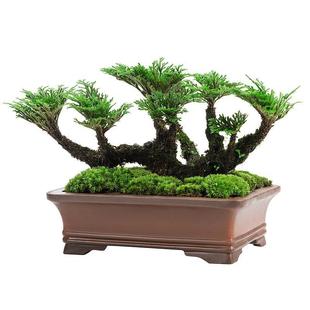 熟桩卷柏九死还魂草盆景假山吸水石造景绿植物花卉好养室内小盆栽