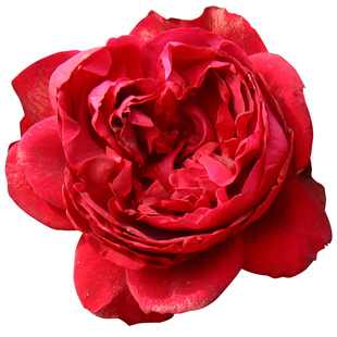 天狼月季 玫瑰国度的天使 抗病大花爬藤拱门大型藤本月季盆栽苗