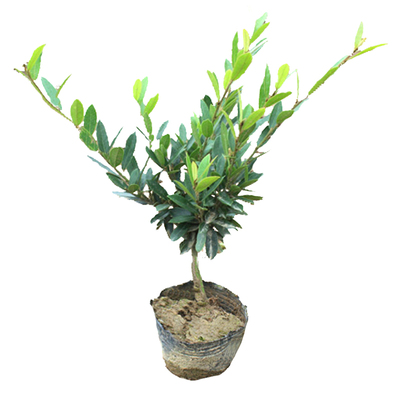 中华蚊母小叶文母苗绿化工程苗木