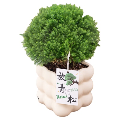 放青松绿植雾松室内小盆栽