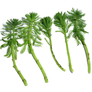 绿狐尾藻水草植物鱼缸池塘盘栽净化水质水土培造景观赏阳台庭院