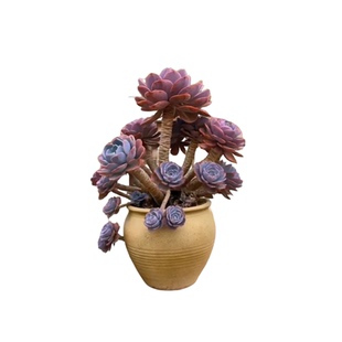 大群大盆红粉台阁玫瑰多肉植物盆栽紫色爆盆室内阳台易养花卉绿植