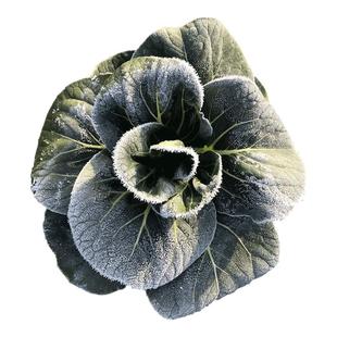 苏州青新鲜现摘苏北农家自种5斤上海青青菜蔬菜矮脚太湖黑油菜甜