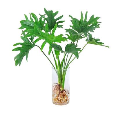 春羽盆栽耐阴易活水培植物盆栽