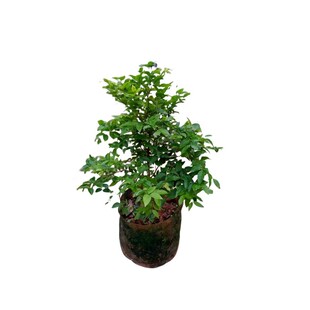 嘉宝果树苗葡萄沙巴艾斯卡四季红妃特大嫁接苗南北方种植盆栽带果