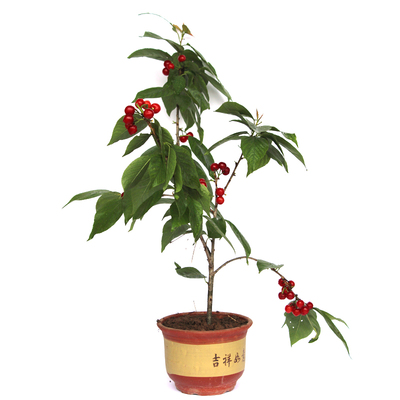 大青叶实生苗野生砧木实生苗