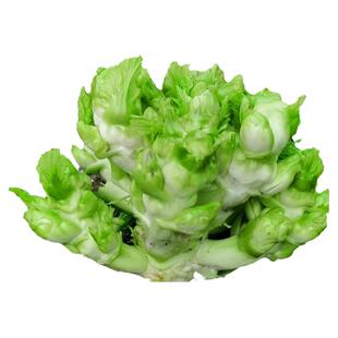 儿菜种籽娃娃菜抱子芥菜四季秋冬南北方露地阳台好养蔬菜种籽大全