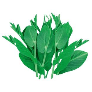 无须豌豆苗种种子尖四季碗豆种专吃豆苗蔬菜孑甜豌豆种籽云南吃苗