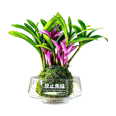 水培香水七彩石斛兰苔藓球盆栽
