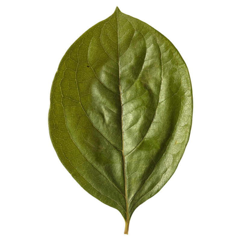 河北保定太行山新鲜柿子叶泡茶