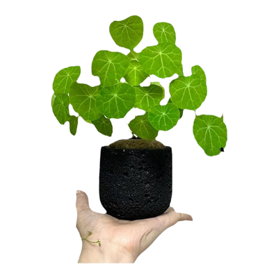 山乌龟阳台客厅庭院四季爬藤长叶