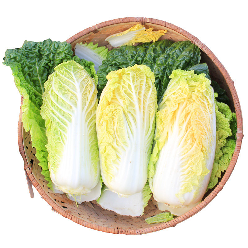 黄心娃娃菜种子四季蔬菜