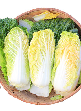 黄心娃娃菜种子四季蔬菜