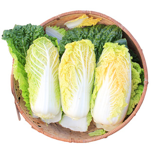 娃娃菜四季种子种籽黄心蔬菜种孑农家春季白菜春天种的菜种正宗