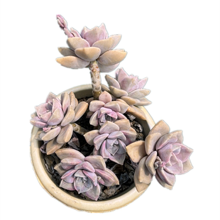 紫乐 新手必买造型桩木质化多肉植物四季好养易繁殖 阳台庭院绿植