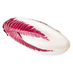 软化菊苣种子籽红菊苣根苗种阳台四季盆栽蔬菜孑种根金玉兰菜根苗