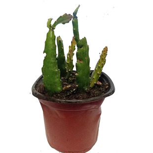 昙花苗带根琼花鱼骨令箭荷花卷叶昙花一现净化空气盆栽花卉