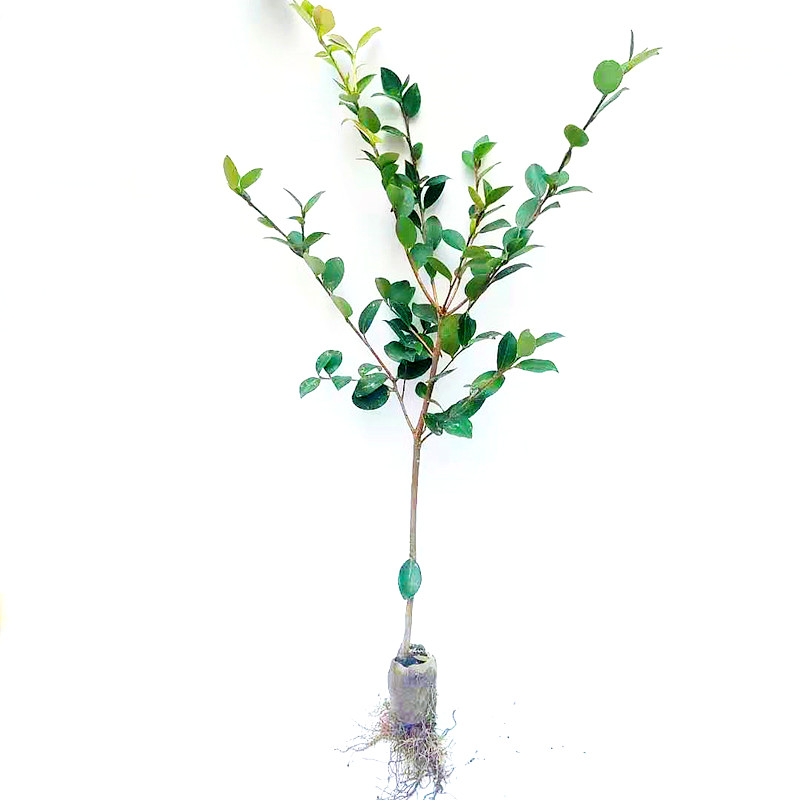 高产嫁接油茶苗油茶树苗茶油苗白花山茶油江西长林湘林系列品种好