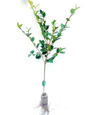 高产嫁接油茶苗油茶树苗茶油苗白花山茶油江西长林湘林系列品种好