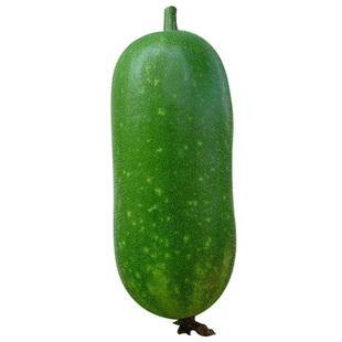 早熟小冬瓜种子东瓜菜籽室外春季秋季菜园室内阳台种盆栽蔬菜种子