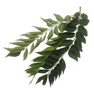 新鲜咖喱叶 调料九里香叶 咖喱炒饭咖喱鱼蛋咖喱蟹香料