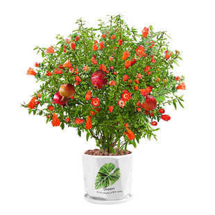 石榴花盆栽观赏果树开花结果好养花石榴树盆景阳台室内绿植物花卉