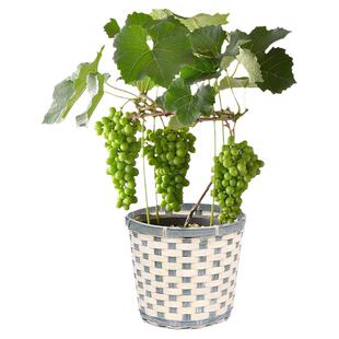 天狼果树葡萄柑橘柠檬桃树樱桃树莓庭院花园耐寒盆栽苗新手推荐